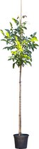 Walnotenboom 'Lange van Lod' ‘Juglans regia 'Lange van Lod'’ totaalhoogte 250-300 cm stamomtrek 6-8 cm