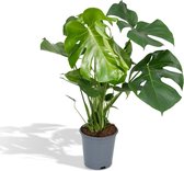 Hello Plants Monstera Deliciosa Gatenplant - Ø 21 cm - Hoogte: 65 cm - Kamerplant