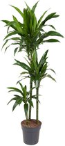 Goed & Groen - Dracaena Janet Craig - Drakenboom - XL -↨ 150cm - Potmaat 24 - Exclusieve Kwaliteit Planten - Kamer Plant - Kamerplanten - Sfeer - Interieur