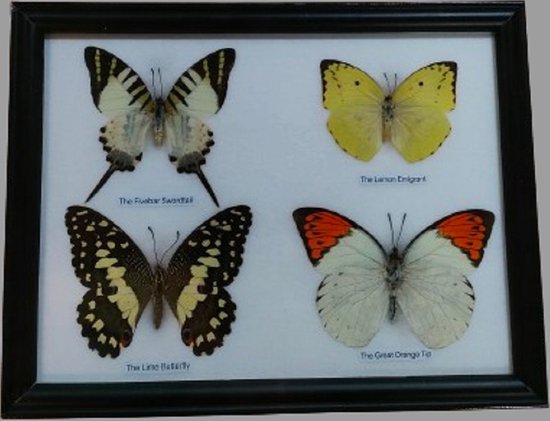 Vlinder vlinders fotolijst insect insecten echte vlinder in lijst