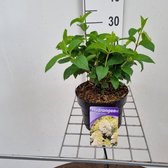 Hydrangea paniculata 'Silver Dollar' C2 30-40 cm