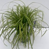 1 stuk(s) | Carex oshimensis 'Eversheen' C2 cm