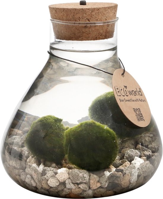 Foto: Vdvelde com mosbal aquarium marimo mini piramide met mosballen inclusief kurk met ledverlichting mosbol 3 stuks ecosysteem in fles piramide glas 16 5 h 20 cm