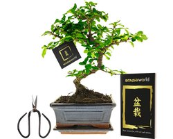 vdvelde.com - Bonsai Boompje + Starters Kit - 5-Delige Set - 10 jaar oude bonsai boom - Hoogte 25-30 cm