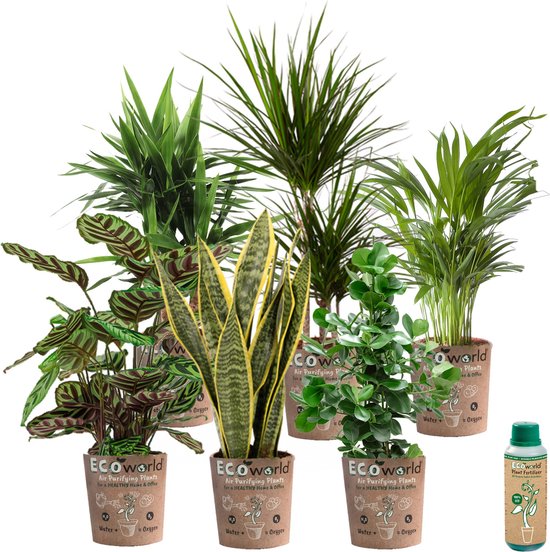 Urban Jungle - Makkelijk te verzorgen soorten - Kamerplanten 6 stuks - Hoogte 30-40 cm in Eco Potten + Kamerplantenvoeding