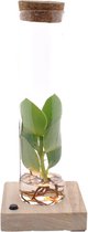 Groene plant – Varkensboom (Clusia) met bloempot – Hoogte: 10 cm – van Botanicly