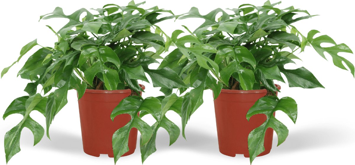 BOTANICLY Monstera – Gatenplant (Monstera Minima) – Hoogte: 20 cm – van