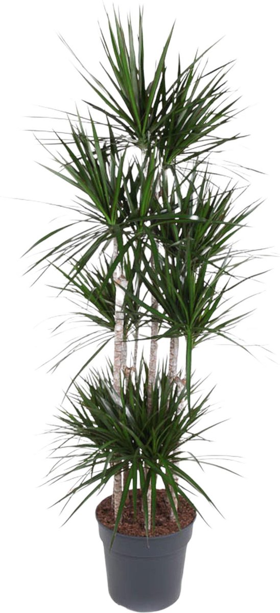 BOTANICLY Groene plant – Drakenboom (Dracaena Marginata) – Hoogte: 190 cm – van
