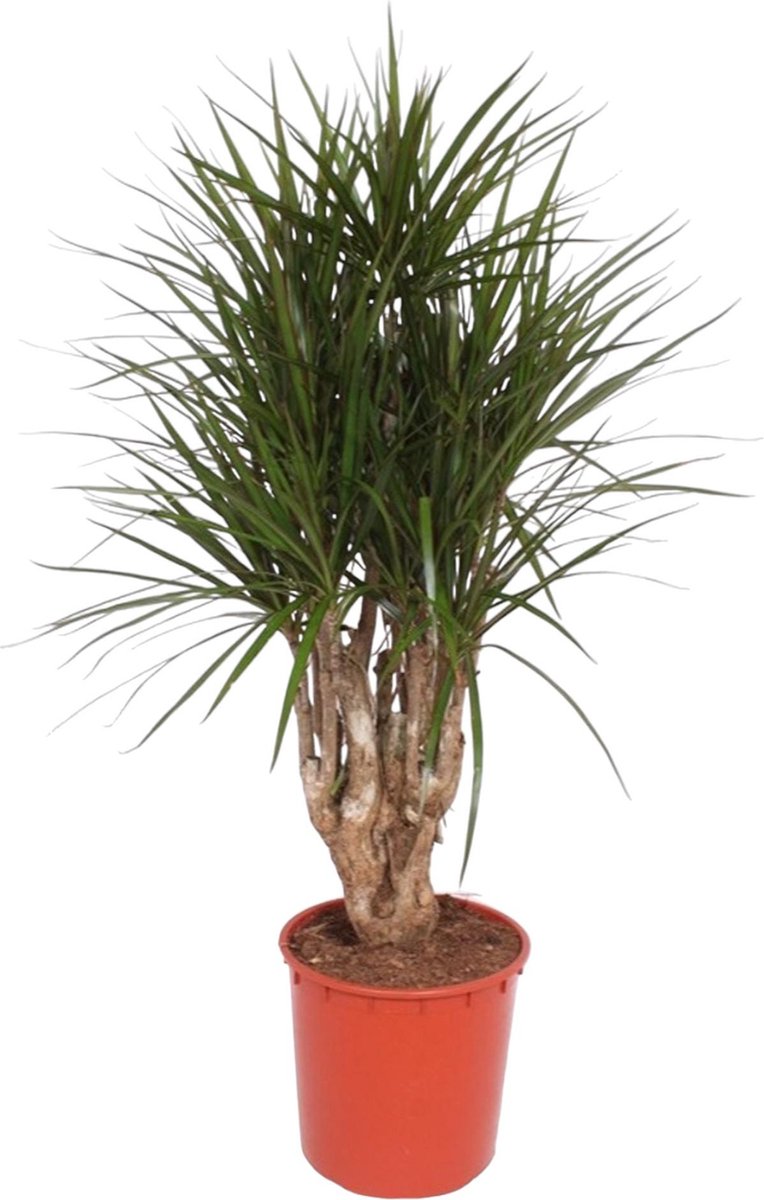 BOTANICLY Groene plant – Drakenboom (Dracaena Marginata) – Hoogte: 140 cm – van