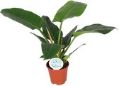 Groene plant – Philodendron (Philodendron Imperial Green) – Hoogte: 50 cm – van Botanicly