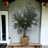 Fruitboom – Olijf boom (Olea europeae) – Hoogte: 180 cm – van Botanicly