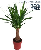 Yucca – Palmlelie (Yucca) – Hoogte: 80 cm – van Botanicly