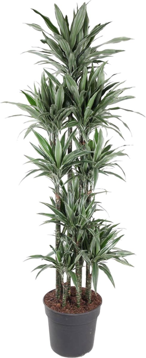 BOTANICLY Groene plant – Drakenboom (Dracaena Warneckei Carrousel) – Hoogte: 210 cm – van