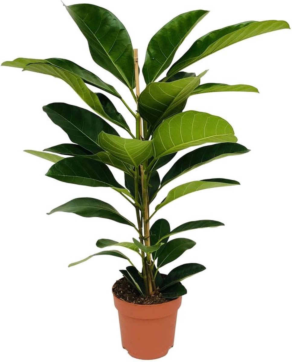 BOTANICLY Groene plant – Banyan (Ficus benghalensis Roy) – Hoogte: 90 cm – van
