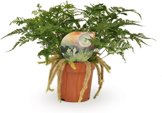 Humata – Tyermannii – Hazepootvaren – Hoogte 30cm