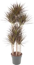 Kamerpalm – Drakenboom (Dracaena Magenta Carrousel) – Hoogte: 180 cm – van Botanicly