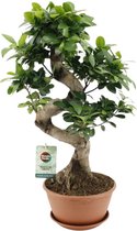 Bonsai – Ficus ginseng (Ficus Ginseng) – Hoogte: 60 cm – van Botanicly