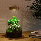 DIY Flessentuin met Glas nr.16 ong. 30 cm groot - Mini-ecosysteem voor jouw Urban Jungle van Botanicly