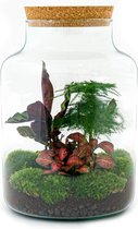 DIY Flessentuin met Glas nr.4 ong. 30 cm groot - Mini-ecosysteem voor jouw Urban Jungle van Botanicly