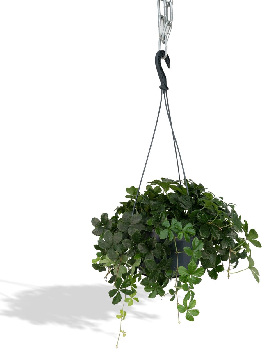 BOTANICLY Klimplant – Wilde wingerd (Parthenocissus Striatha) – Hoogte: 15 cm – van