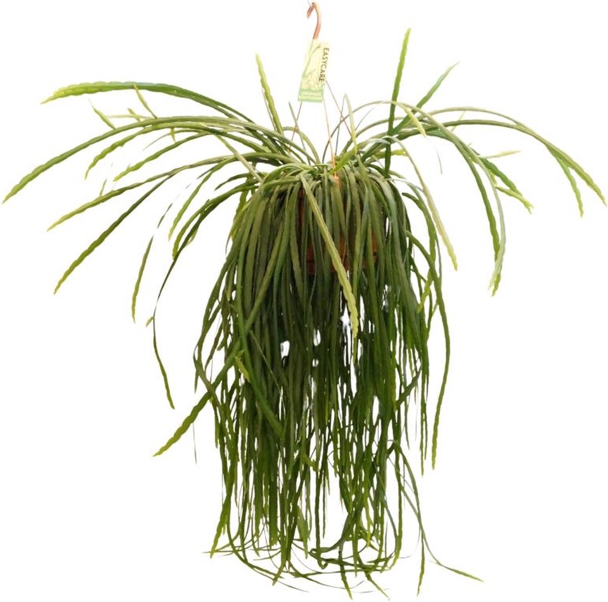 BOTANICLY Vetplant – Theeboom (Lepismium Bolivianum) – Hoogte: 70 cm – van