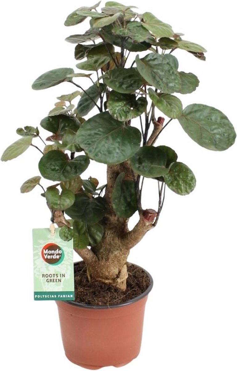 BOTANICLY Groene plant – Polyscias (Polyscias Fabian) – Hoogte: 40 cm – van