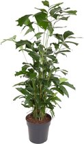 Kamerpalm – Zachte Vinnetjespalm (Caryota mitis) – Hoogte: 160 cm – van Botanicly