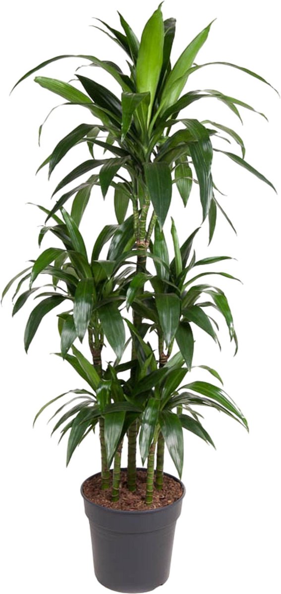 BOTANICLY Groene plant – Drakenboom (Dracaena Janet Craig) – Hoogte: 140 cm – van