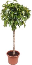 Groene plant – Langbladige vijgenboom (Ficus Amstel King) – Hoogte: 180 cm – van Botanicly