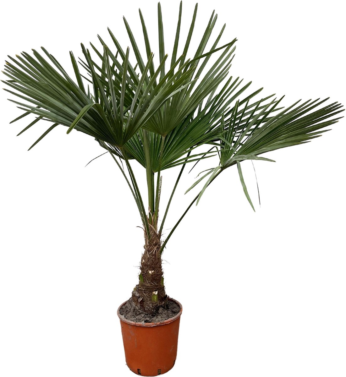 BOTANICLY Buitenpalm – Chinese Waaierpalm (Trachycarpus Fortunei) – Hoogte: 130 cm – van