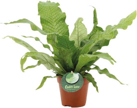 Microsorum – Crocodyllus – Kangoeroevaren – Hoogte 40cm