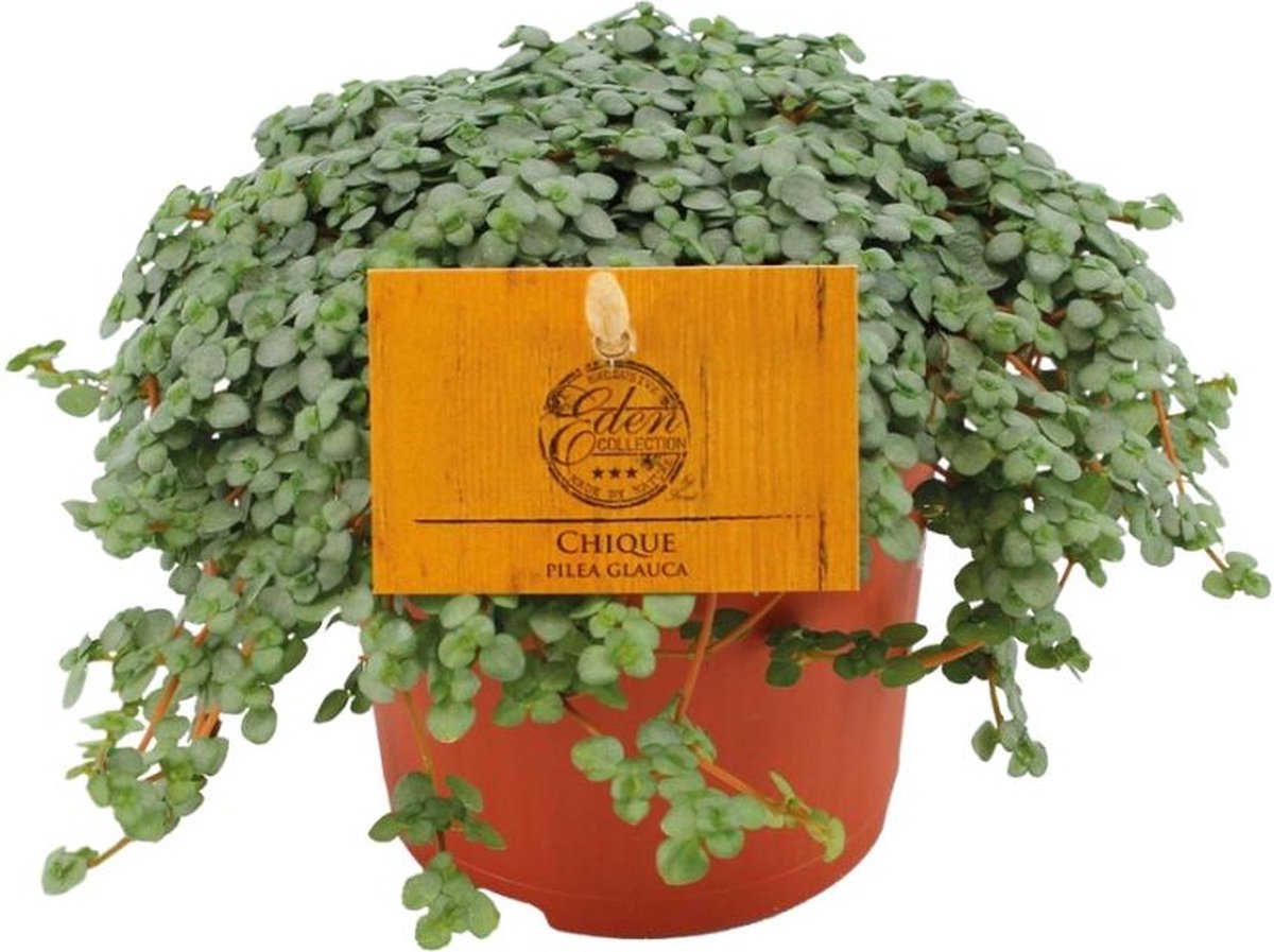 BOTANICLY Groene plant – Pannenkoekenplant (Pilea Glauca) – Hoogte: 15 cm – van