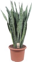 Groene plant – Vrouwentongen (Sansevieria) – Hoogte: 110 cm – van Botanicly
