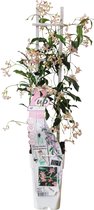 Klimplant – Toscaanse jasmijn (Trachelospermum Star of Ibiza) – Hoogte: 65 cm – van Botanicly