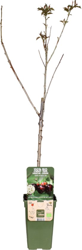 Waskom BWS Keramiek Met Geborsteld Goud Relief 36 cm Wit