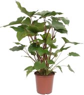 Groene plant – Homalomena rubescens Maggy (Homalomena rubescens Maggy) – Hoogte: 90 cm – van Botanicly