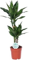 Groene plant – Drakenboom (Dracaena Janet Lind) – Hoogte: 70 cm – van Botanicly