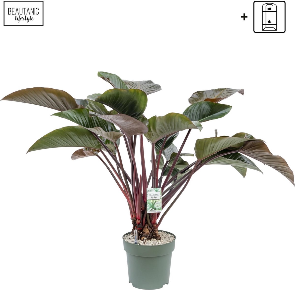 BOTANICLY Groene plant – Philodendron (Philodendron) – Hoogte: 110 cm – van