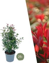 Les plantes de Frank | 25 grands plants de Glansmispel Carré Rouge pour 10 mètres linéaires de haie | ↨ 80-100 cm en pot de 12 litres | Photinia fraseri Carré Rouge | plantes de haie | Plantes de haie résistantes à l'hiver | plantes de haie