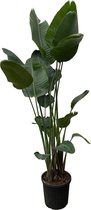 Paradijsvogelplant - Strelitzia Nicolai XXL hoogte 250cm potmaat 35cm