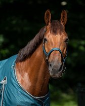 Qhp Halsterset Turnout Collection Turquoise - shetlander