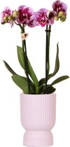 Kolibri Orchids | Roze paarse phalaenopsis orchidee - El Salvador + Diabolo pink - potmaat Ø9cm | bloeiende kamerplant - vers van de kweker