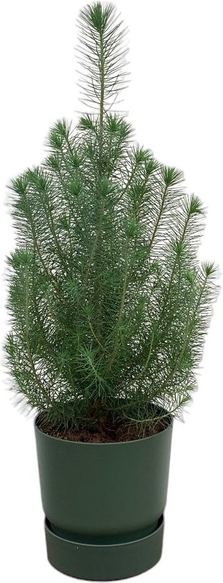 Pino Domestico (Pinus Pinea) In Vaso - Pianta Vera, Altezza 125/150 Cm, Per Pinoli, Da Vivaio Italiano