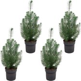 Pinus kerstpakket - 4x Pinus Pinea 'Silver Crest' - 50 cm
