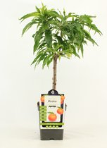 Mini Perzik - Prunus Persica - hoogte 50 - 60 cm
