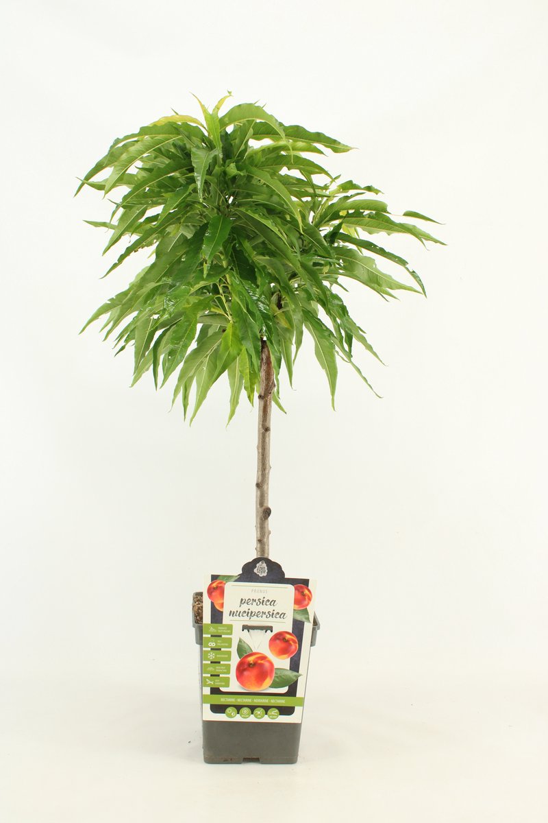 Mini Nectarine - Prunus nucipersica - hoogte 50 - 60 cm
