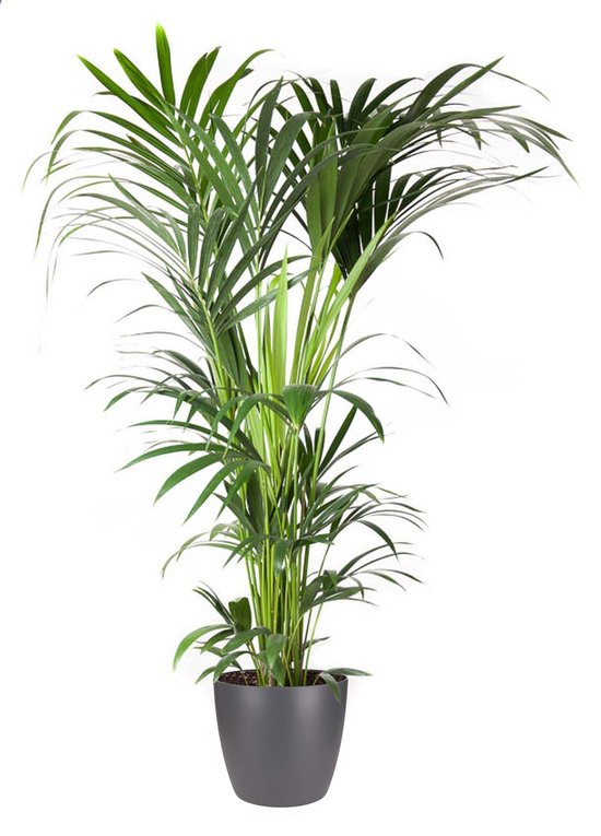 Goed & Groen - Howea Forsteriana (kentia) (in ELHO Brussels Rond Antraciet) - Kentia Palm - XL -↨ 160cm - Potmaat 27 - Exclusieve Kwaliteit Planten - Kamer Plant - Kamerplanten - Sfeer - Interieur