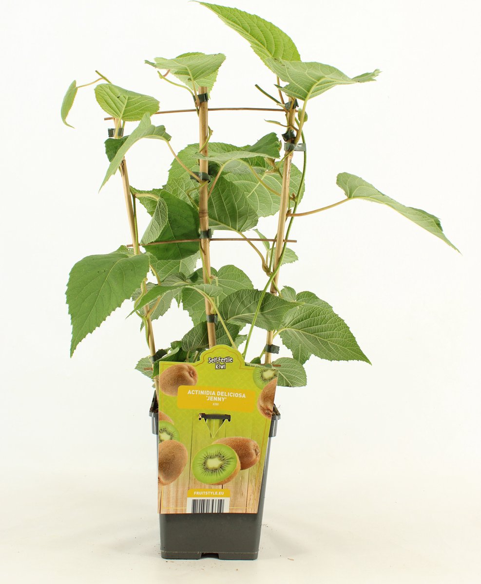 Kiwi - Actinidia deliciosa 'Jenny' - op Rek - hoogte 60 - 70 cm