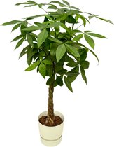 Trendyplants - Pachira Aquatica inclusief elho Greenville Round wit - 160 cm - Ø30cm