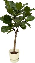 Trendyplants - Ficus Lyrata stam inclusief elho Greenville Round wit - 160 cm - Ø30cm